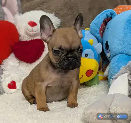 chiot bouledogue français — Photo 1