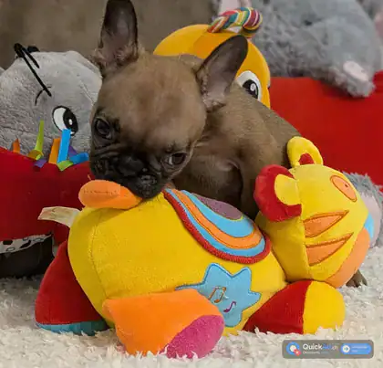 chiot bouledogue français — Photo 2