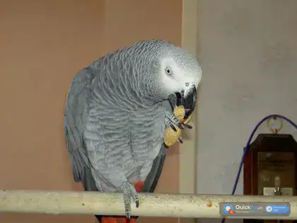 Couple de Perroquet gris du Gabon + Cage — Photo 1