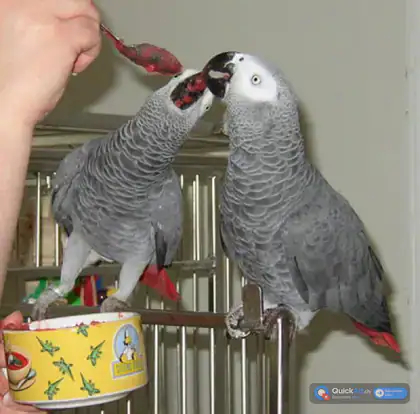 Couple de Perroquet gris du Gabon + Cage — Photo 2