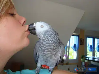 Couple de Perroquet gris du Gabon — Photo 1