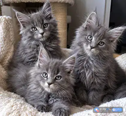 Chatons Maine Coon × Nebelung à adopter — Photo 1