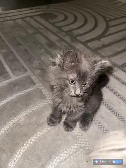 Chatons Maine Coon × Nebelung à adopter — Photo 2