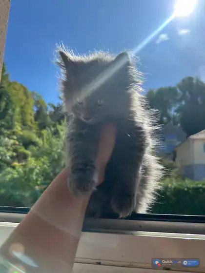 Chatons Maine Coon × Nebelung à adopter — Photo 3