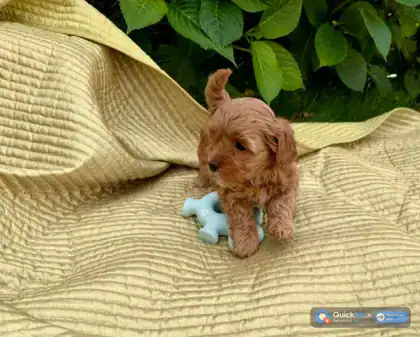 Maltipoo puppy for sale — Photo 2