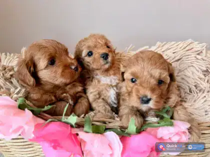 Maltipoo puppy for sale — Photo 1